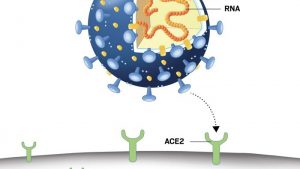 Coronavirusul ataca o celula umana, celule stem,